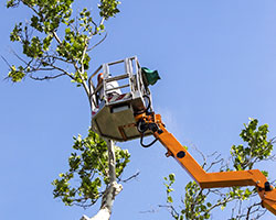 Tree Service in Montgomery County