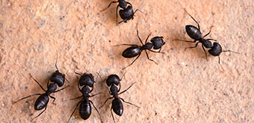 Stephenson County Ant Control