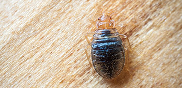 Taylor County Bed Bug Treatment