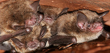 Jersey County Bird & Bat Control