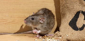 Stephenson County Rodent Control