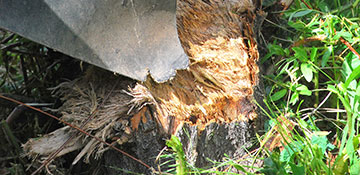 Macoupin County Stump Grinding