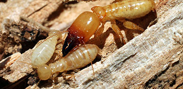 Termite Control Jackson County, IL