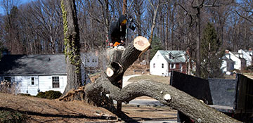 Tree Removal Mclean County, IL