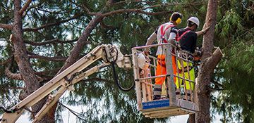 Tree Service Bureau County, IL