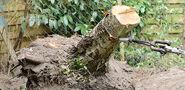 Stephenson County Tree Stump Removal