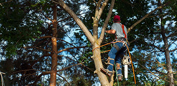 Tree Trimming Moore County, TX